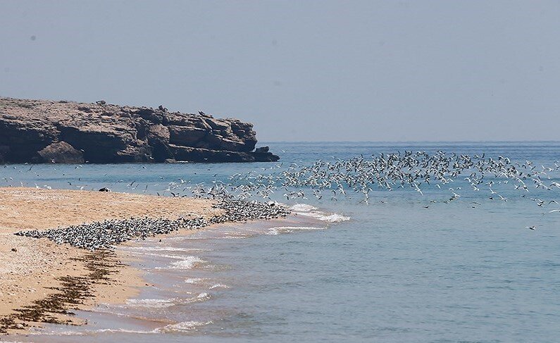 آشنایی با جزایر بکر و کمتر شناختهشده خلیجفارس و دریای عمان