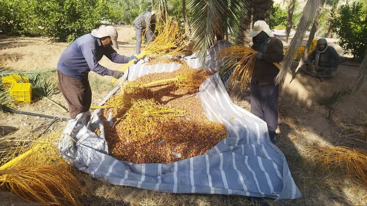 در سایهسار نخلستان | روایتی تصویری از تلاش بیوقفه نخلداران برای برداشت خرمای امسال