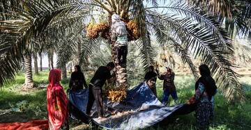 جشن یک میلیون نخل در کارون | جشنواره خرما از فردا آغاز می‌ شود
