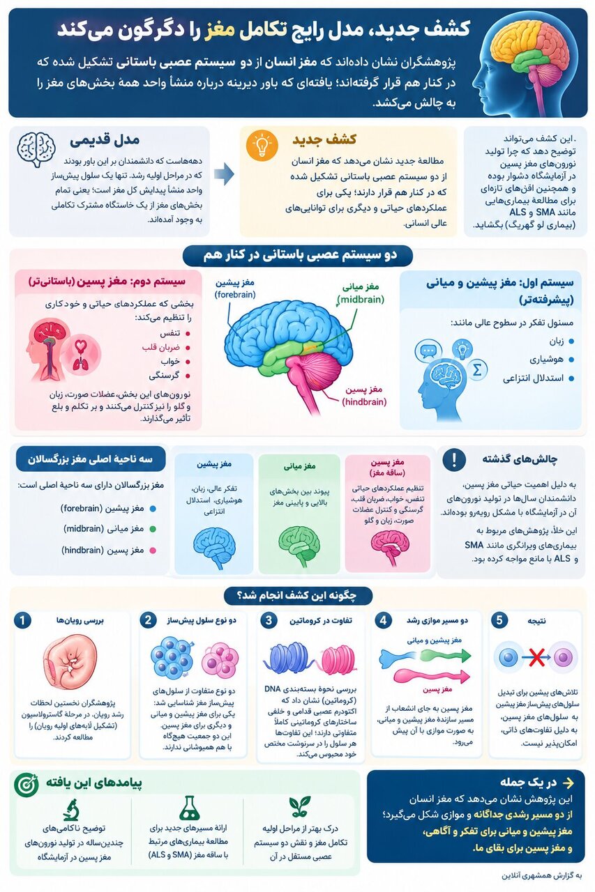 مغز انسان دو اندام جداگانه است