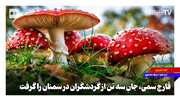 قارچ سمی، جانِ سه تن از گردشگران در سمنان را گرفت