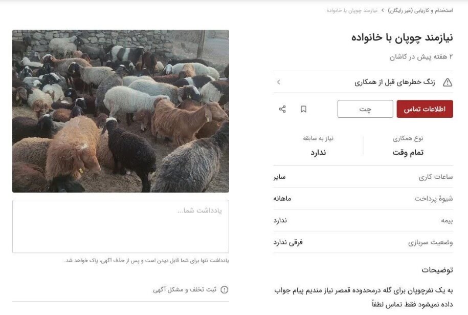 دستمزد دلاری برای چوپانان ایرانی | آگهی استخدام چوپان به فضای مجازی کشیده شد