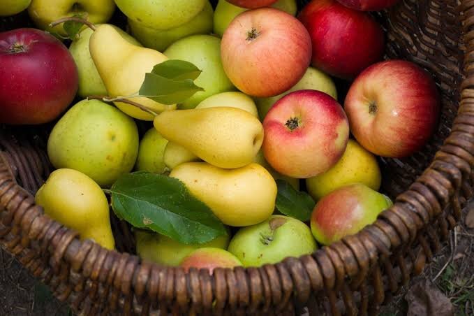 یبوست دارید؟؛ این ۳ میوه پاییزی را به رژیم غذاییتان اضافه کنید