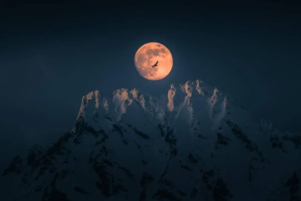 پرنده