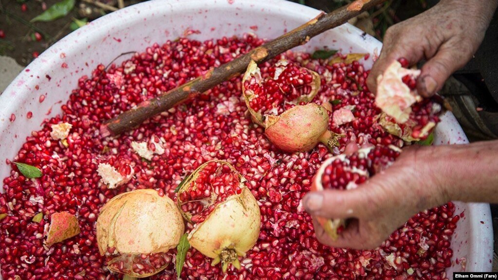 مهمانی انارهای هورامان | اینجا پاتوق شیفتگان انار است | داستان زخم سر انگشتان دست زنان سلین تا ژیوار