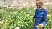 هجوم میناها به مزارع خراسان شمالی | ۹۰۰ هکتار کاملینا خسارت دید
