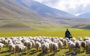 معمای قتل چوپان در طویله + ویدئو