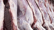 داستان فروش گوشت اسب و الاغ چیست؟! + ویدئو