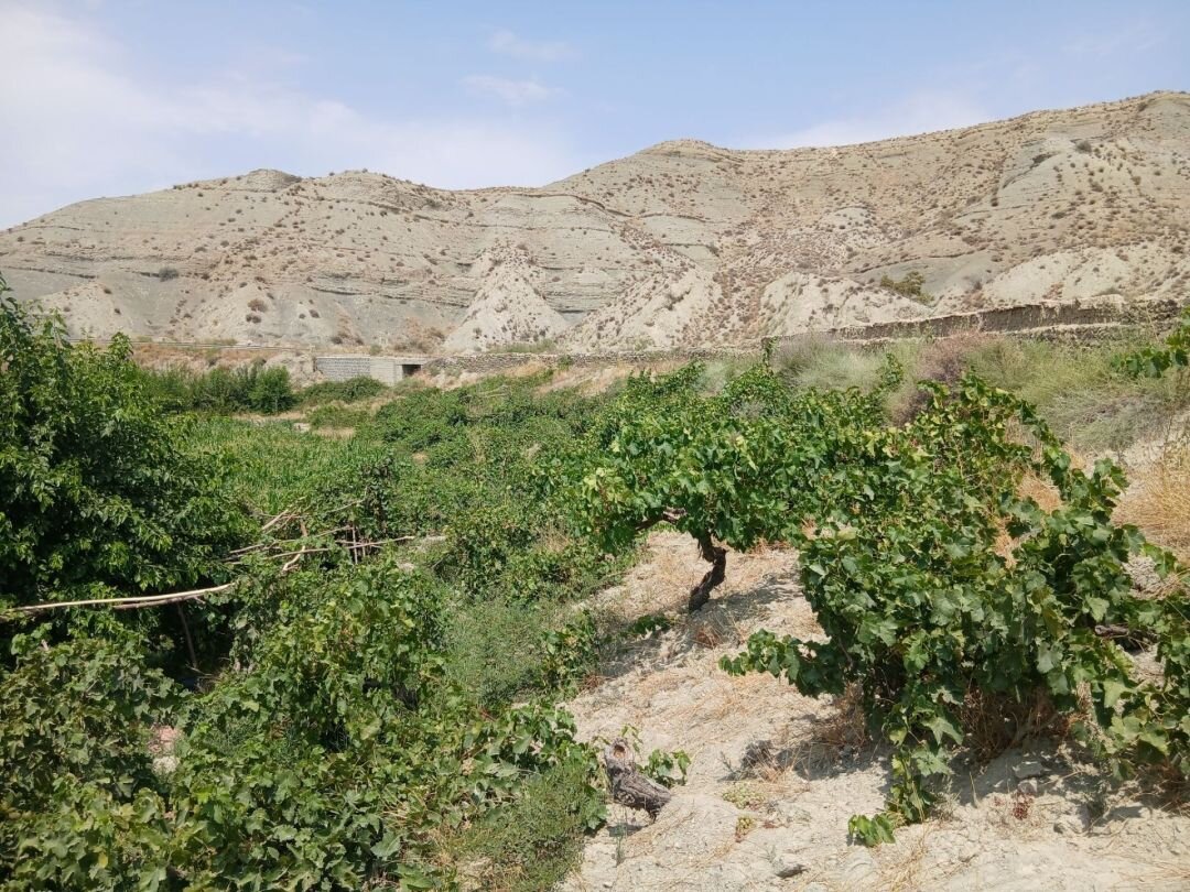 خسارت مرغ مینا به مزارع