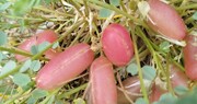 کشف گیاه اسطوره ای نزدیک تخت جمشید + ویدئو