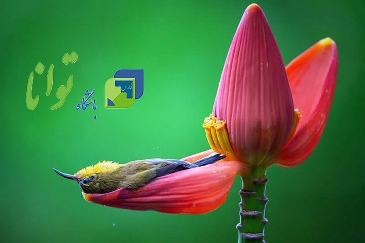 عکس‌های کمدی 