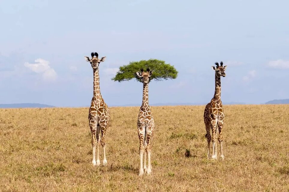 کمدینهای حیاتوحش را ببینید!