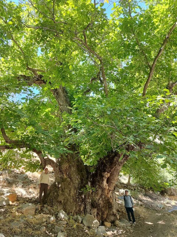 نگاهی به کهنسال‌ترین درختان ثبت‌ ملی شده در ایران