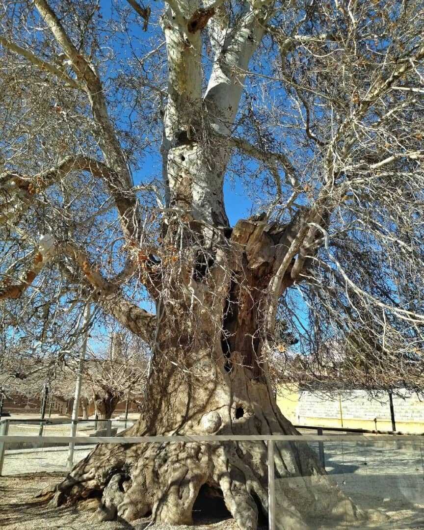 نگاهی به کهنسال‌ترین درختان ثبت‌ ملی شده در ایران