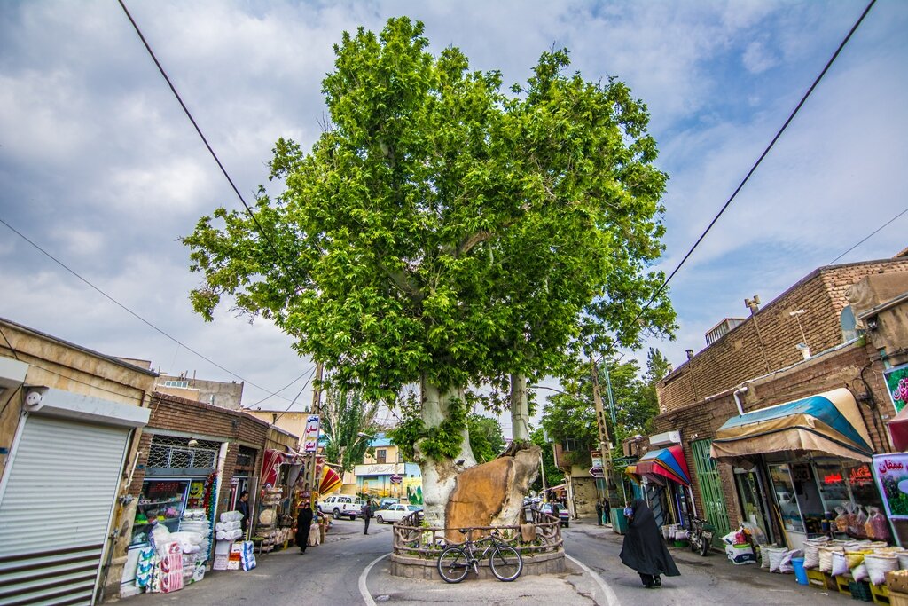 نگاهی به کهنسال‌ترین درختان ثبت‌ ملی شده در ایران