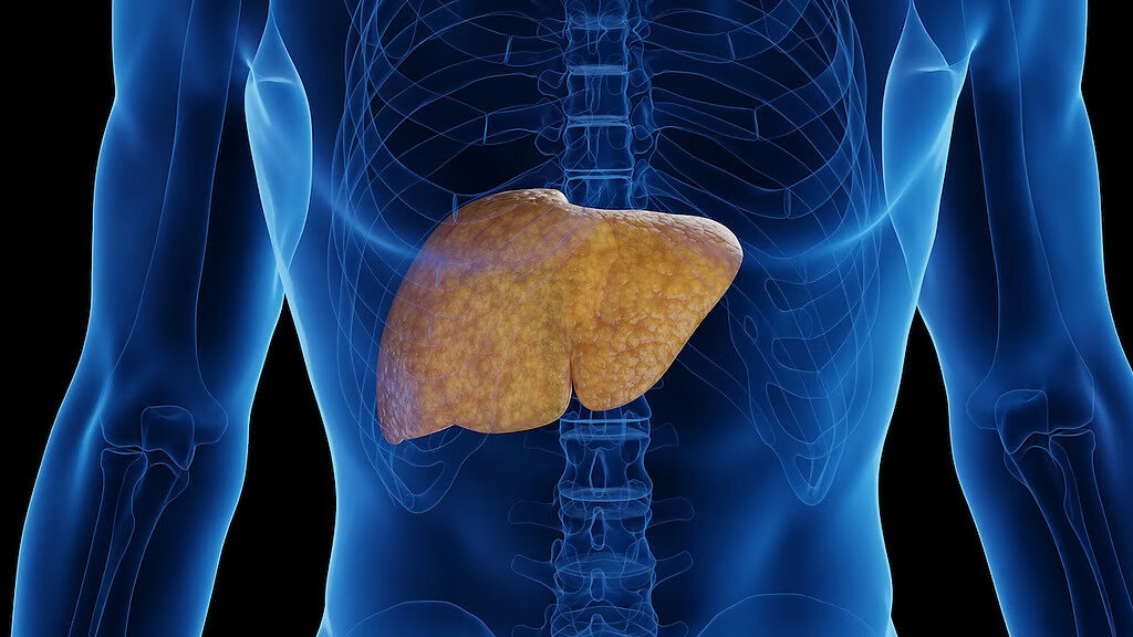 liver