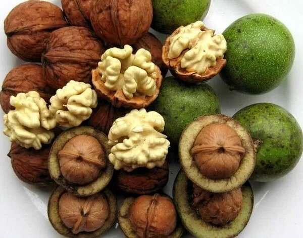 ۵ روش خشک کردن گردو سبز گردو