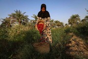 تصاویر برداشت چای قرمز در «کارون» ؛ گیاه وحشی و ترش جنوب را ببینید