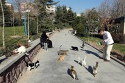 به گربه‌ها دستی غذا ندهید چون... | ۲ عامل اصلی عادت کردن حیوانات به انسان