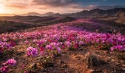 اسرار شکوفایی گل‌های رنگارنگ در یکی از خشک‌ترین بیابان‌های جهان!