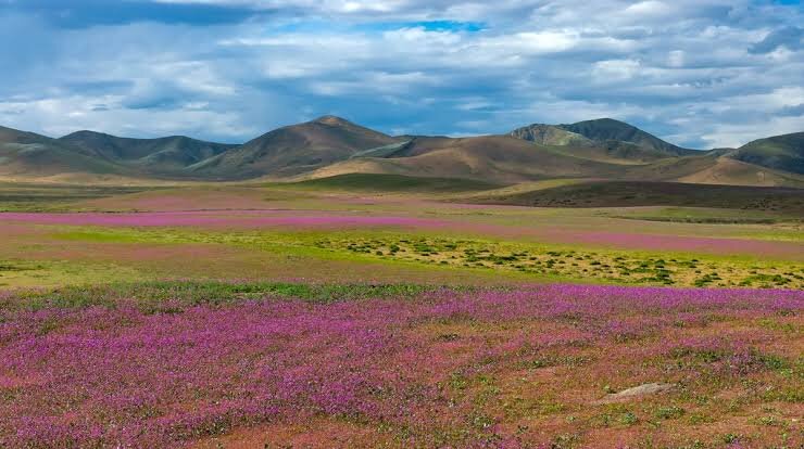 اسرار شکوفایی گل‌های رنگارنگ در یکی از خشک‌ترین بیابان‌های جهان!