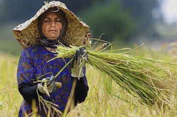 زنان کشاورز ۵۰ درصد نیروی کار کشاورزی را تشکیل می دهند