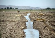امنیت غذایی زیر فشار هدررفت آب | چرا اسناد بالادستی به برنامه‌ ریزی موثر در کشاورزی نرسیده‌ است؟