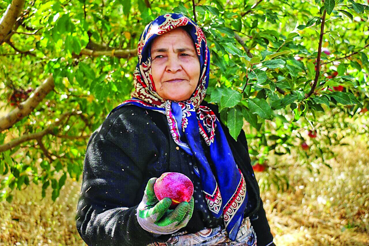 عطر ناب رزق | روایتی تصویری از تکاپوی کشاورزان و باغداران در فصل برداشت محصولات