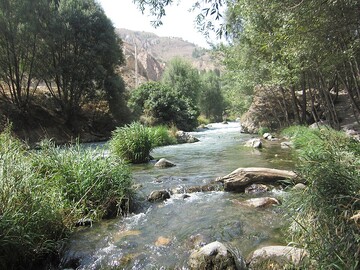 قطع درختان حاشیه رودخانه‌ های مازندران؛ چوب در برابر بدهی؟ | روایت کنشگر محیط ‌زیست، پاسخ مسئول و نظر حقوقدان