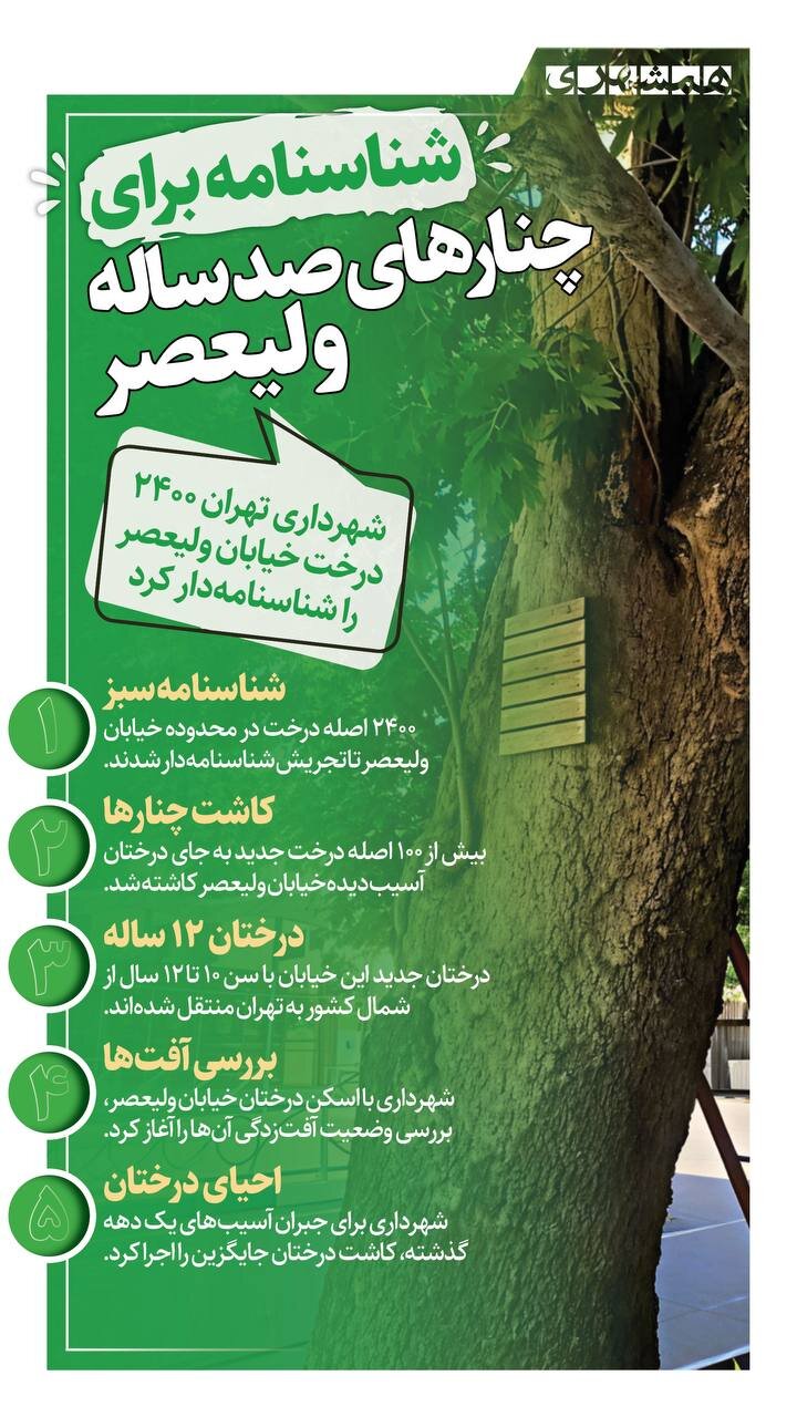 صدور شناسنامه برای چنارهای ۱۰۰ ساله ولیعصر + اینفوگرافیک